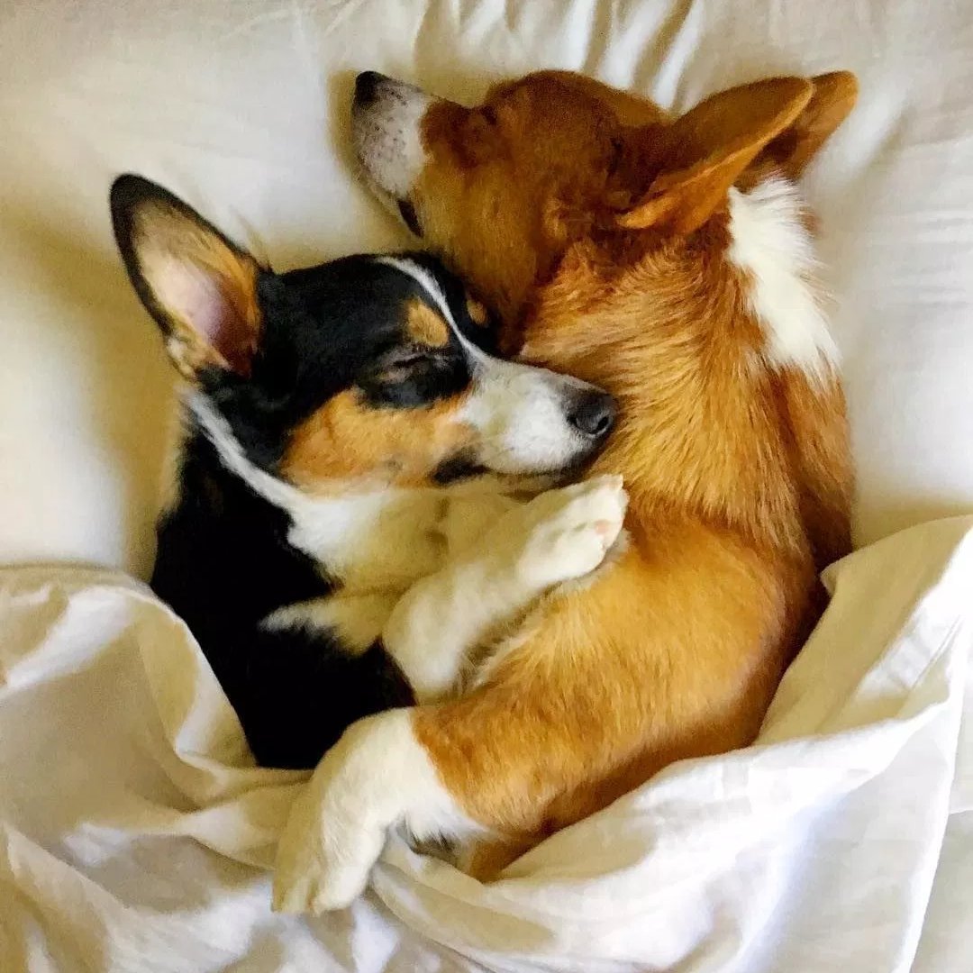 Собаки спят в обнимку