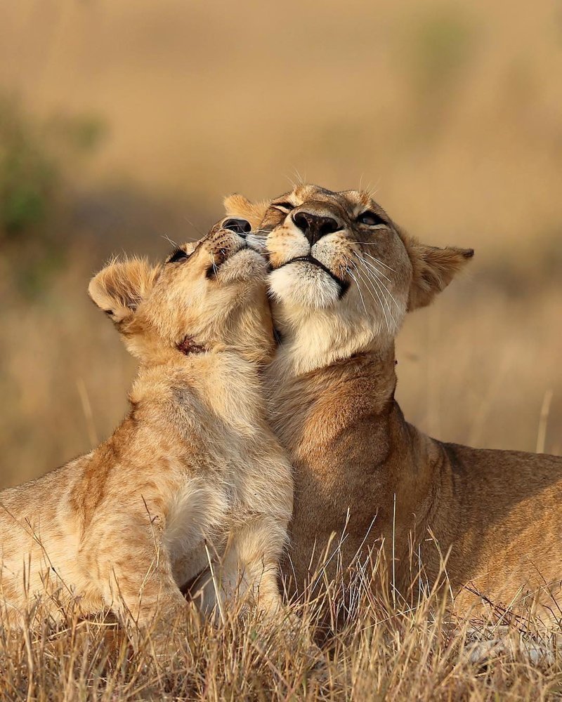 Объятия животных