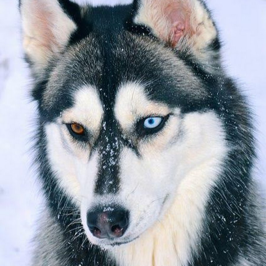 Хаски гетерохромия