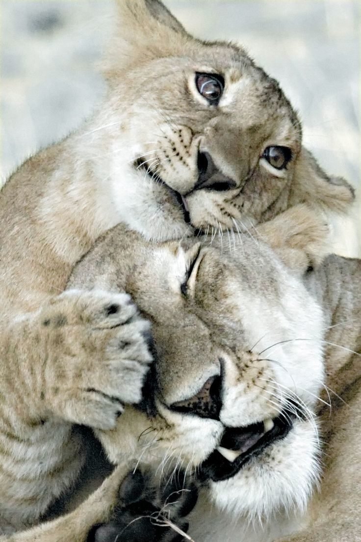 Парочки животных