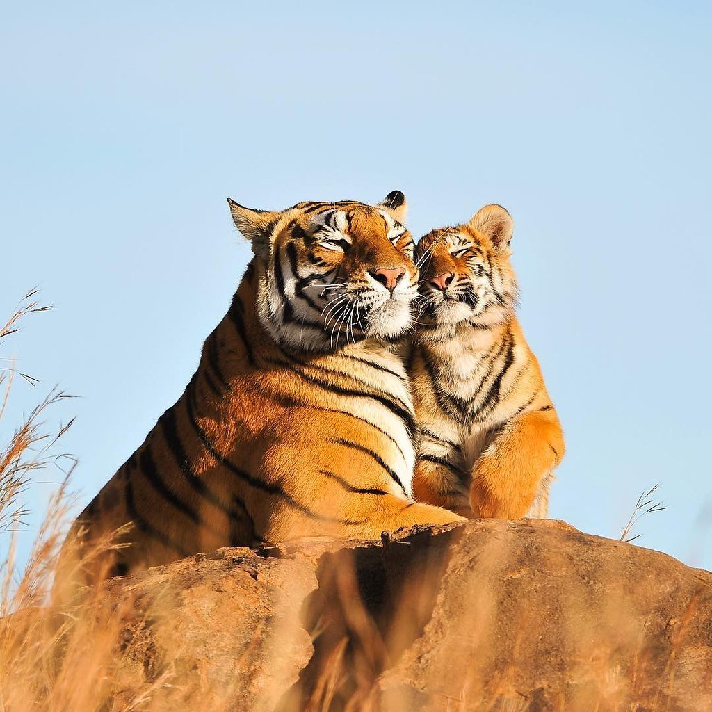 Тигры любовь