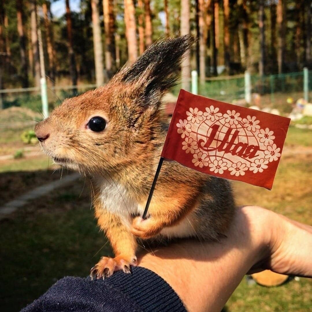 Белка мужик