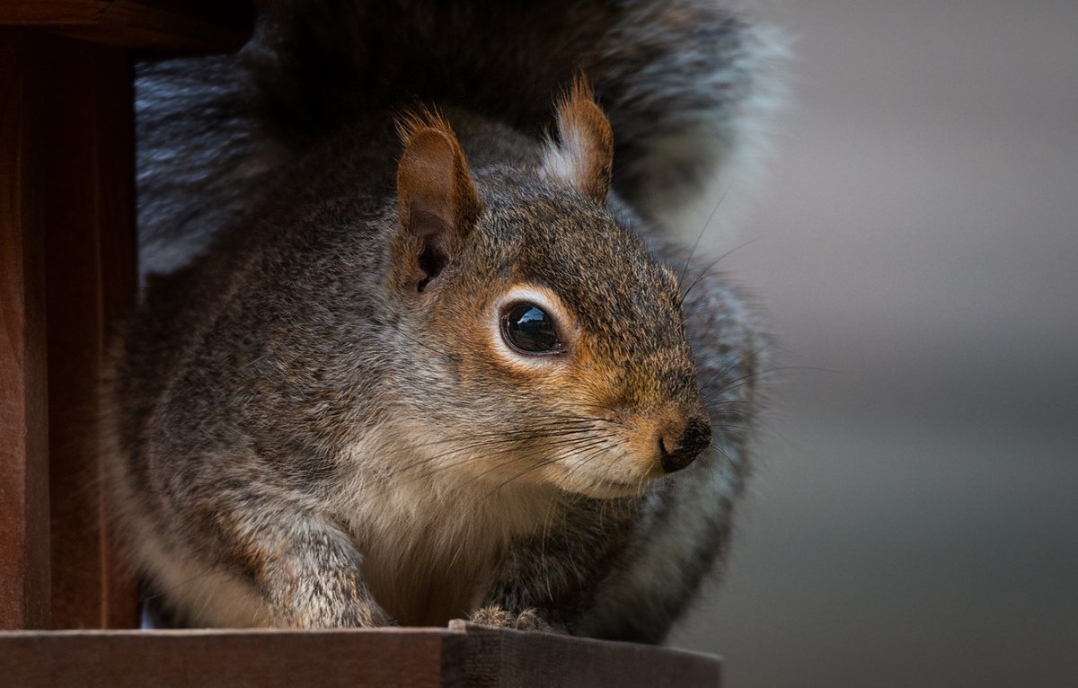 Елка с мордочкой