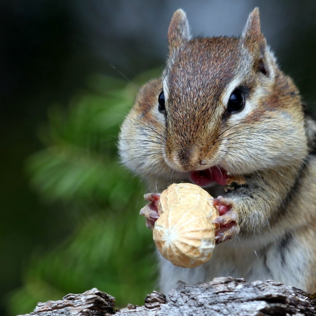 Бурундук умывается лапкой.