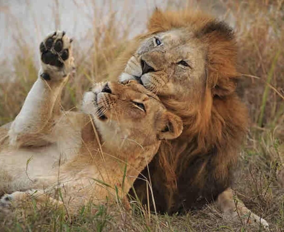 Львы обнимаются