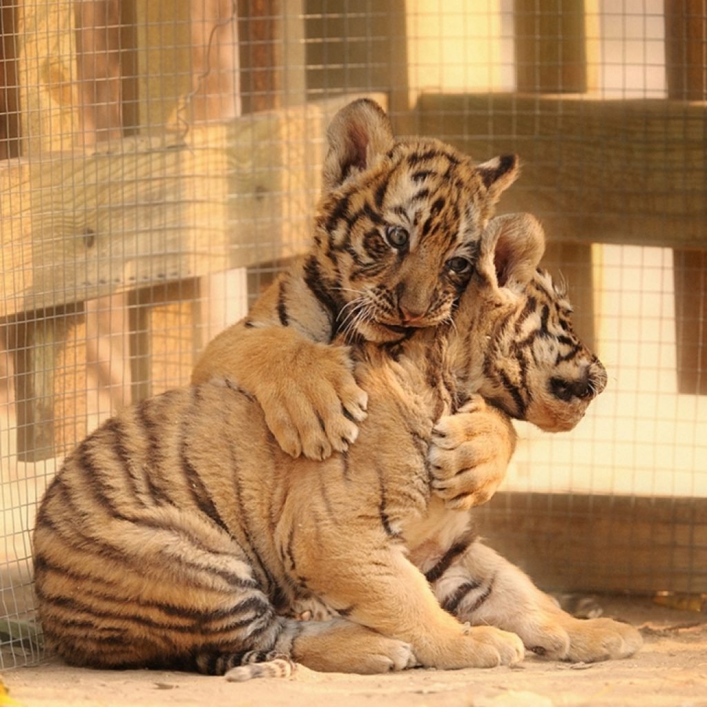 Тигры нежность