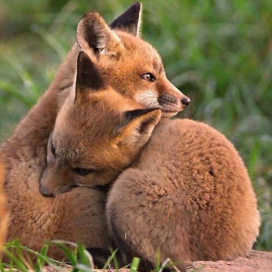 Лисица зорро