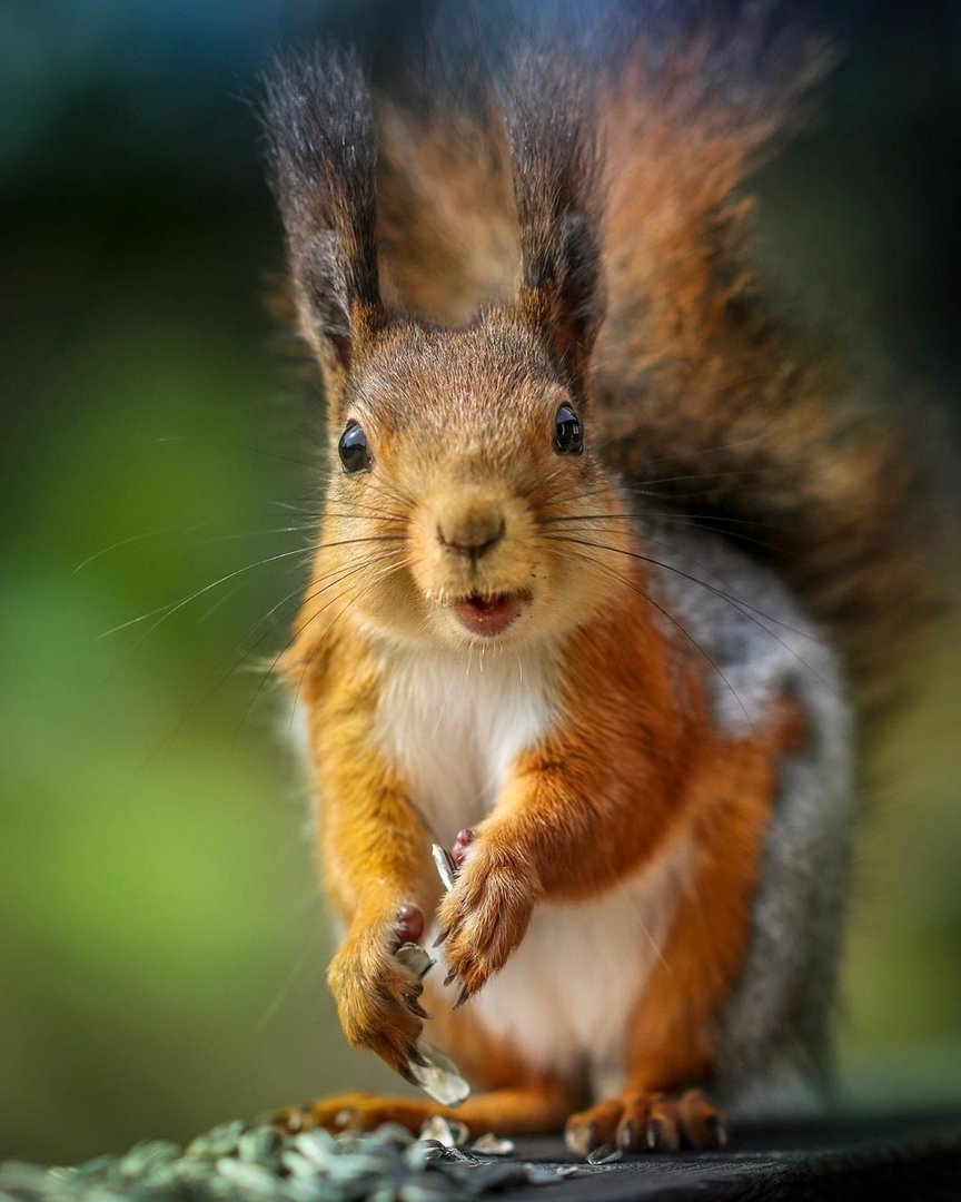 Морда белки