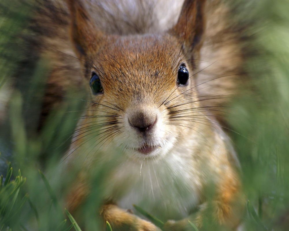 Белка крупным планом