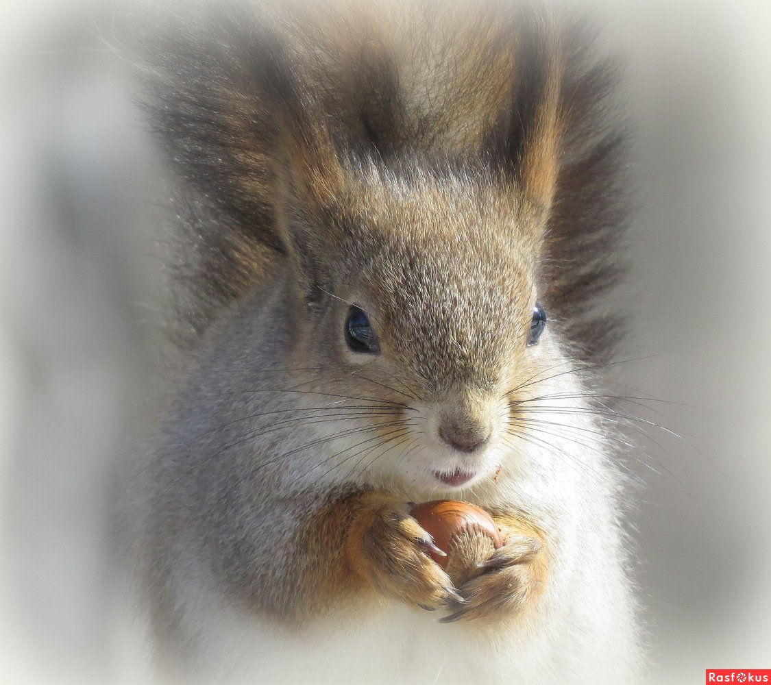 Мордочка белки