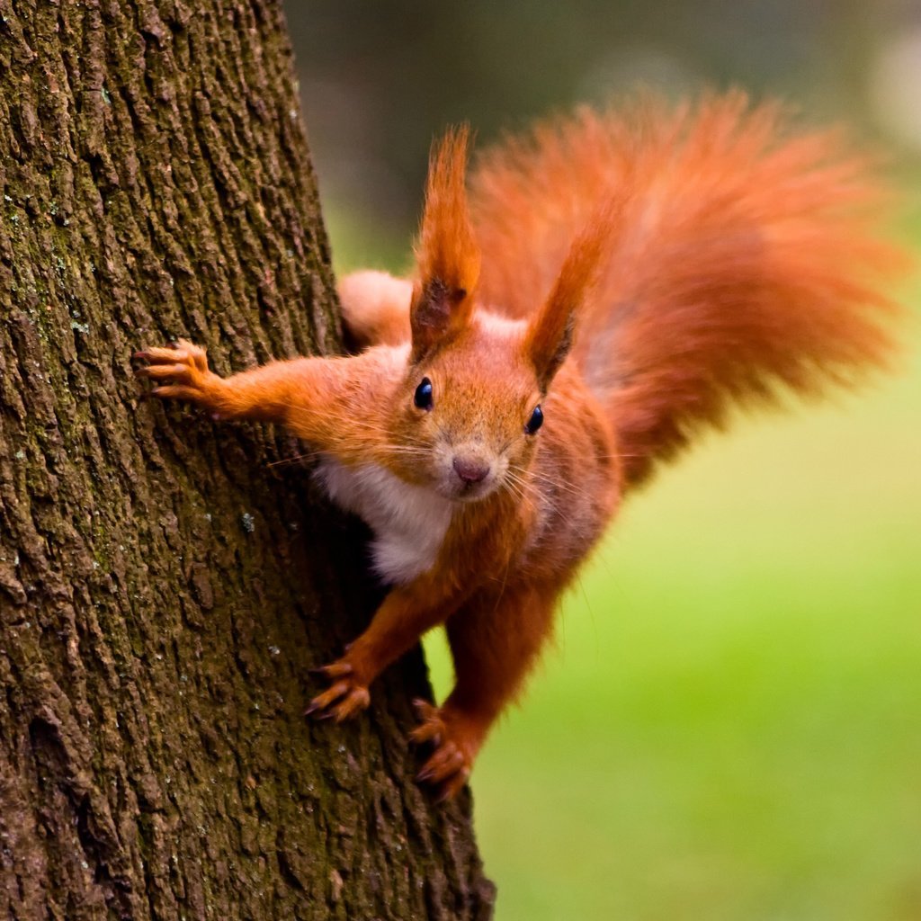 Трусливая белка