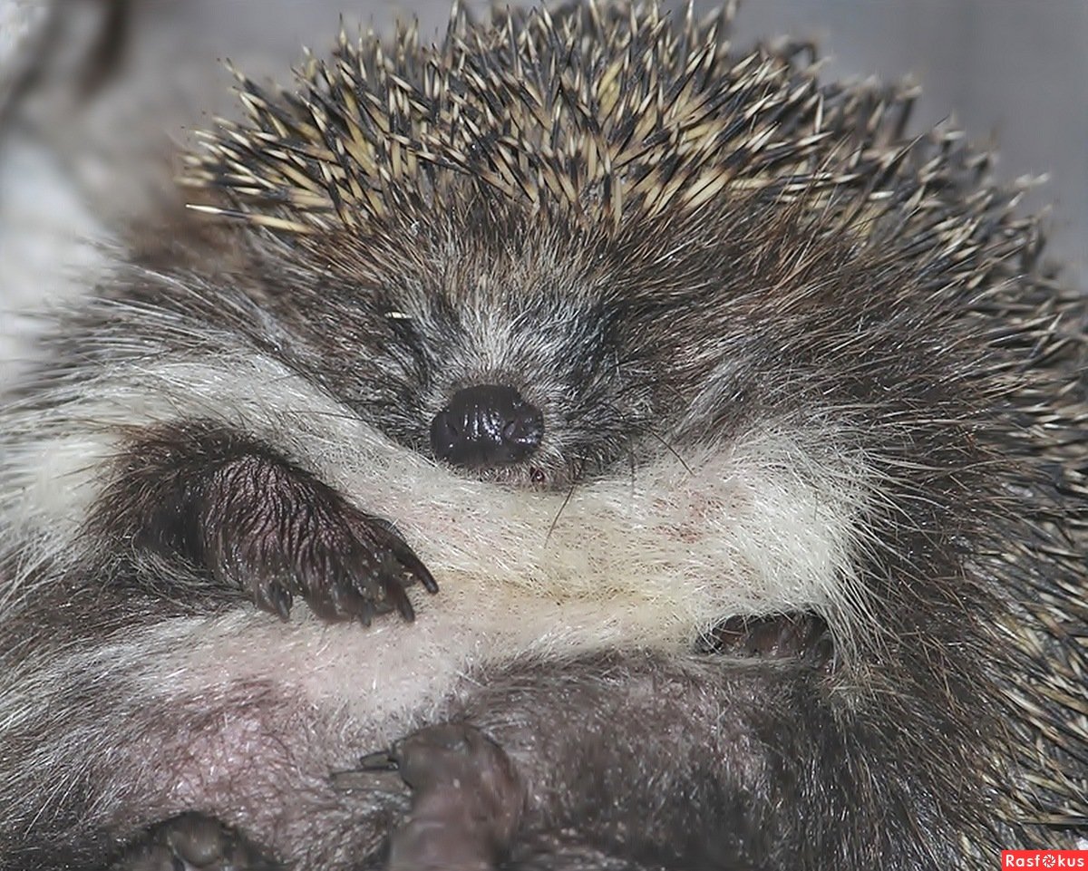 Кудрявый Ежик