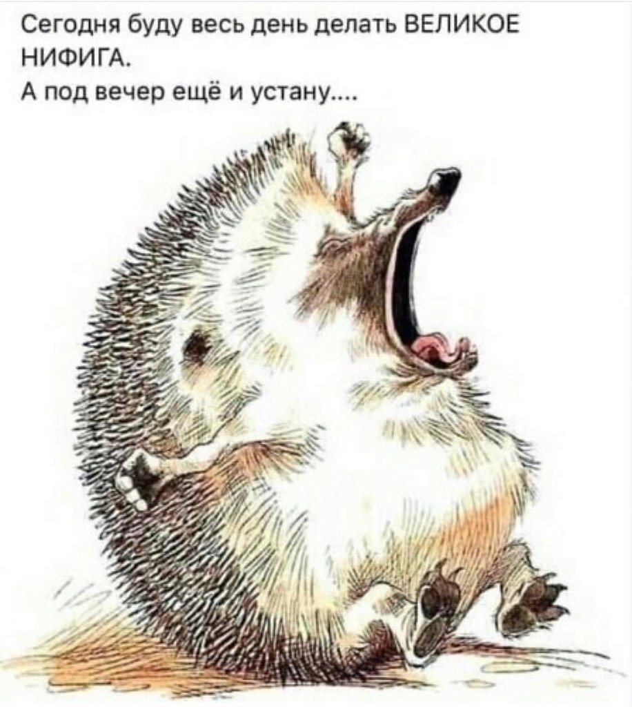 Африканский карликовый Ежик