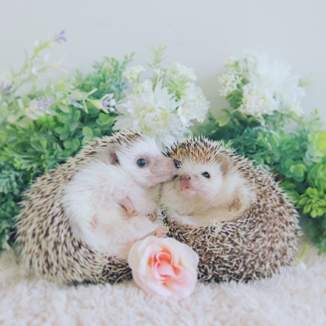 Беременный Ежик