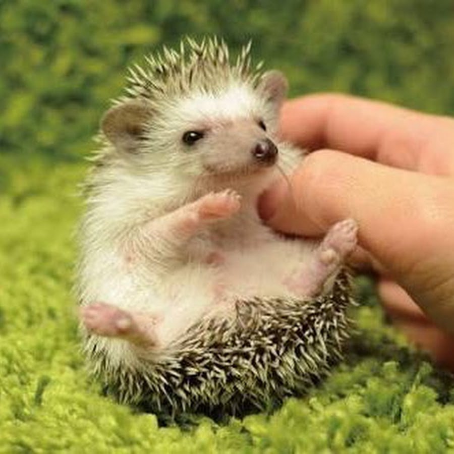 Ежик в руках