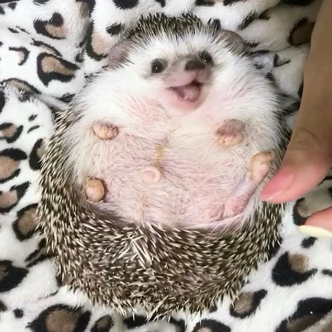 Беременная ежиха