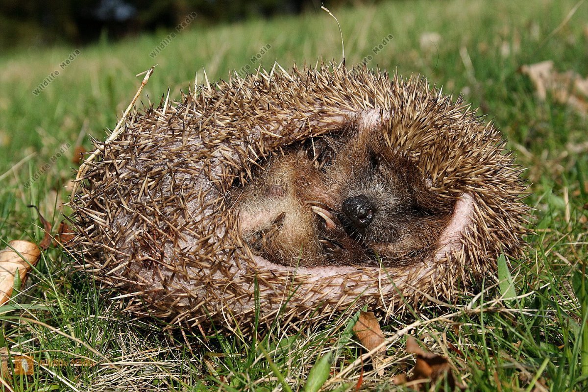 Маленький Ёжик