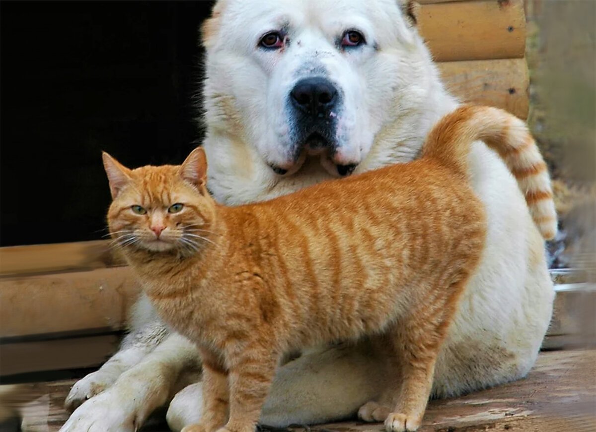 Алабай и кот