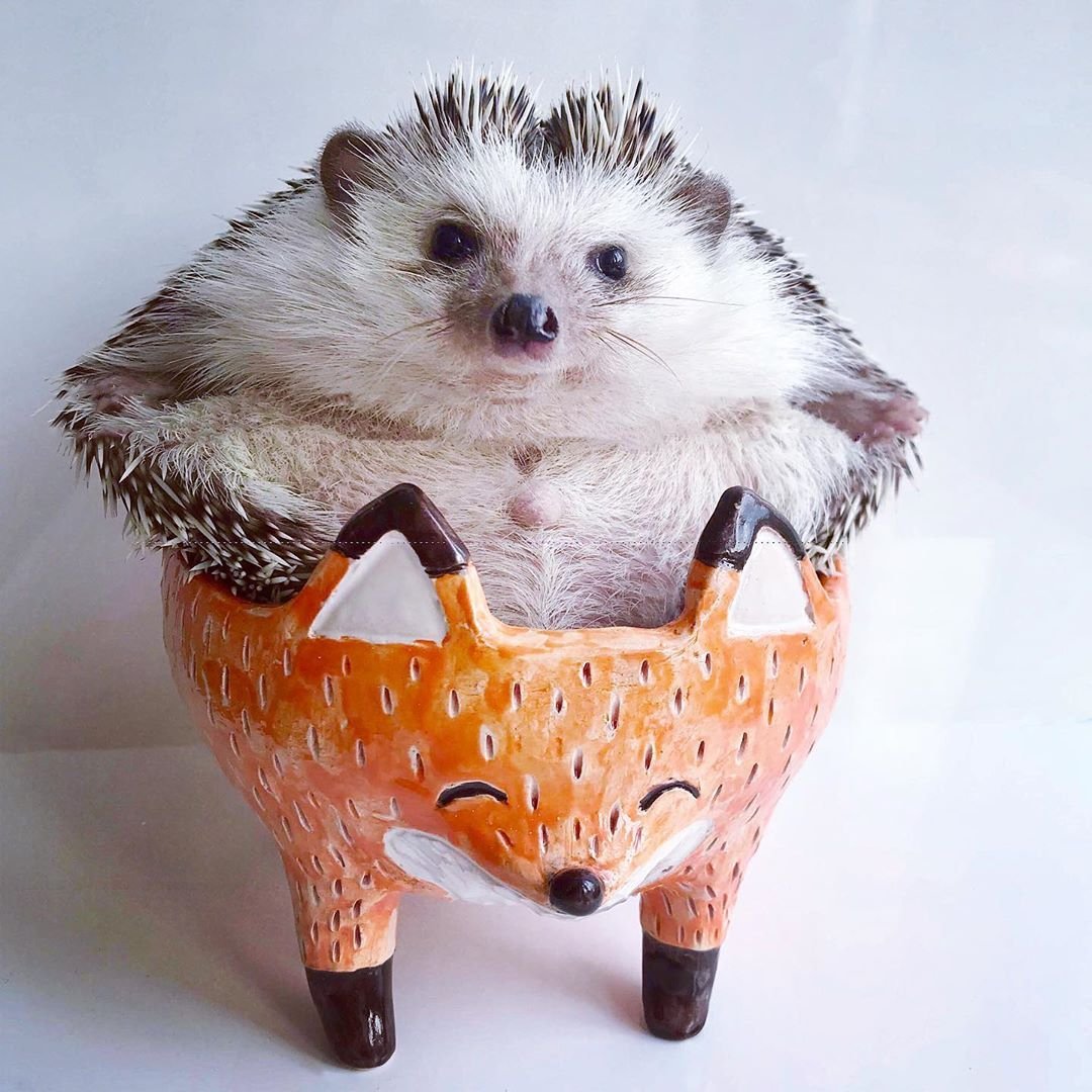 Спящие ежики