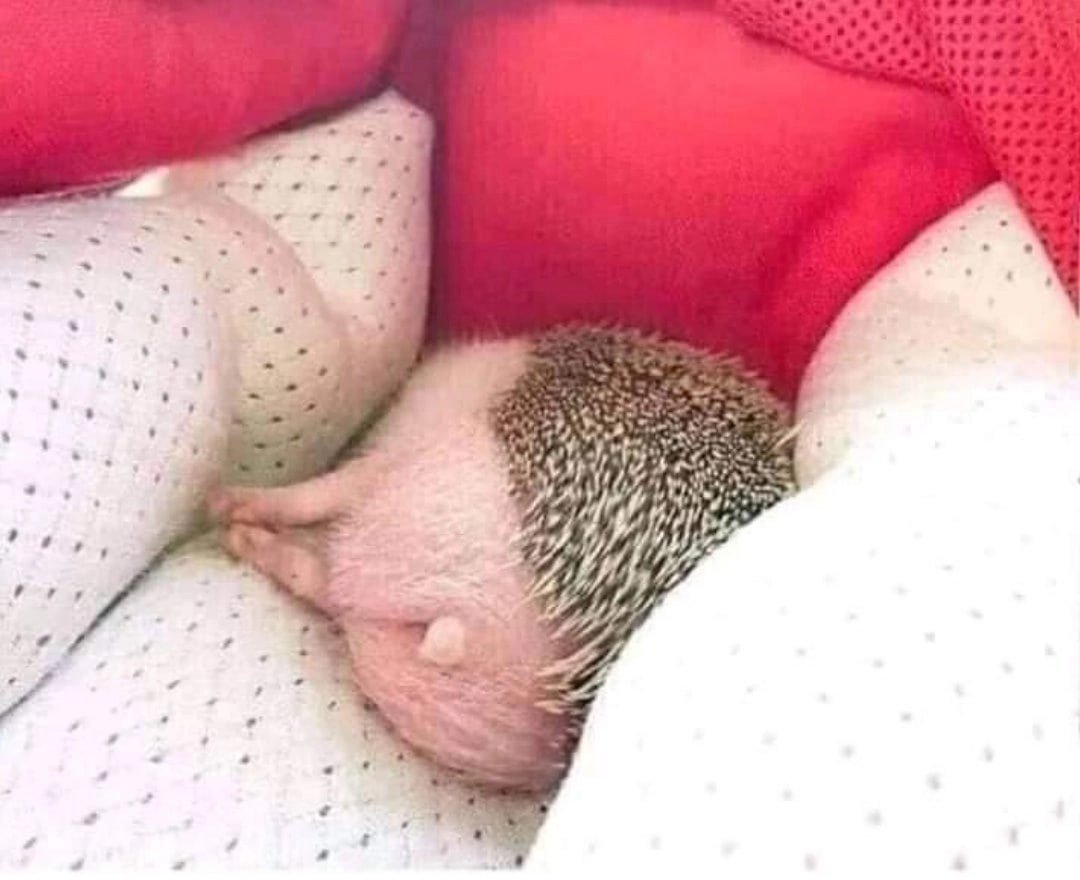 Огромный еж