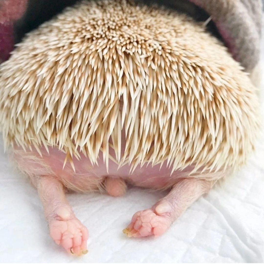 Еж с длинными ногами