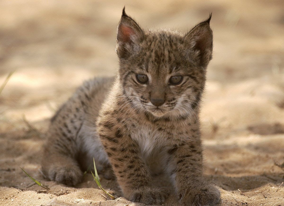 Камышовая Рысь