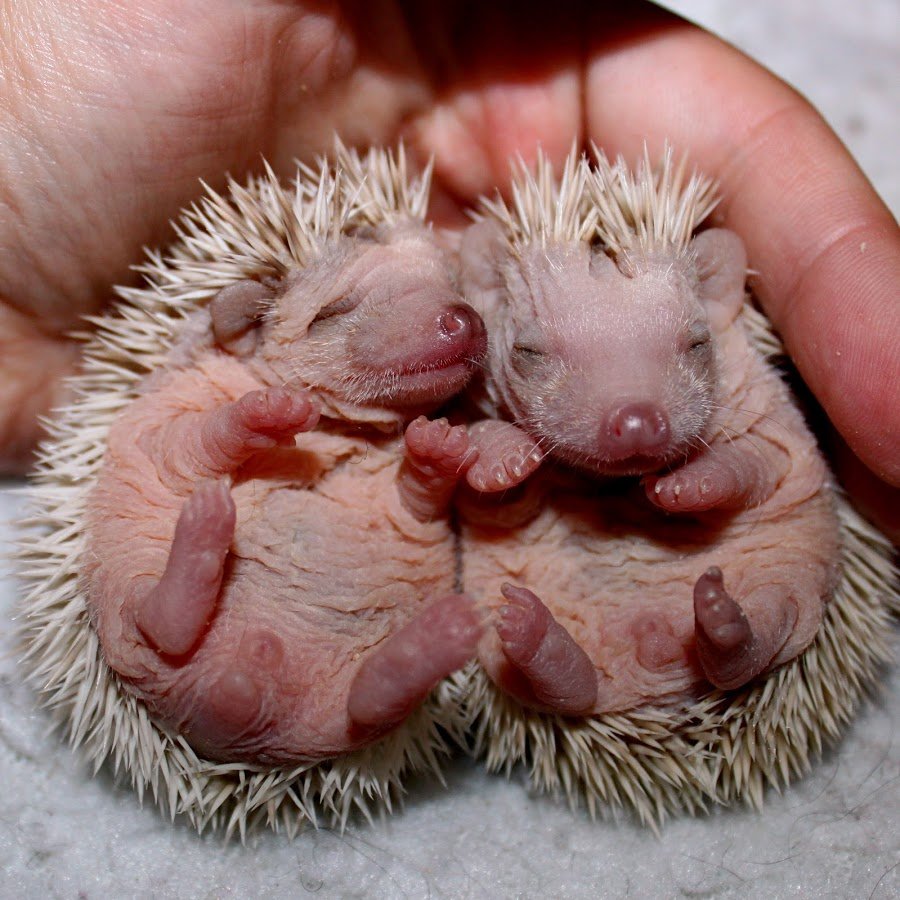 Семья ежей для детей