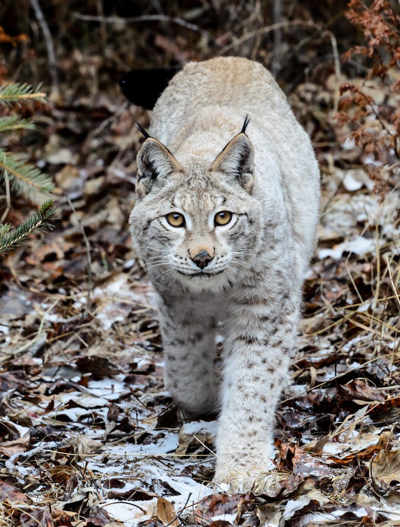 Гибрид рыси