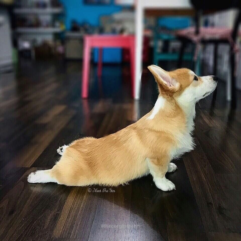 Вельш корги пемброк с хвостом