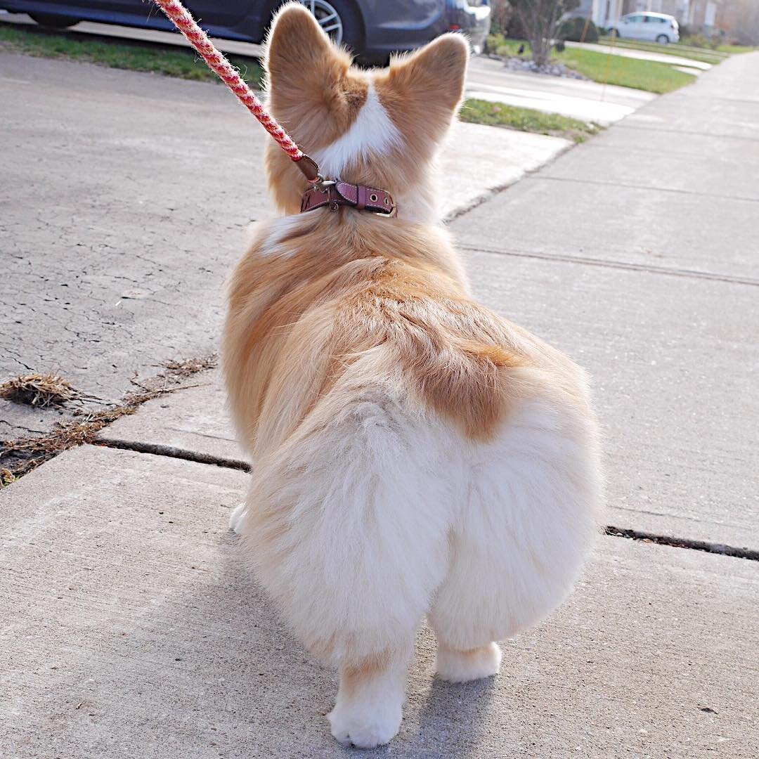 Корги рыжий