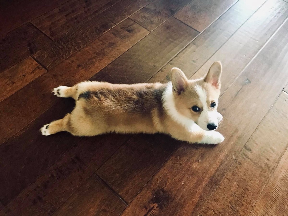 Вельш корги пемброк сзади