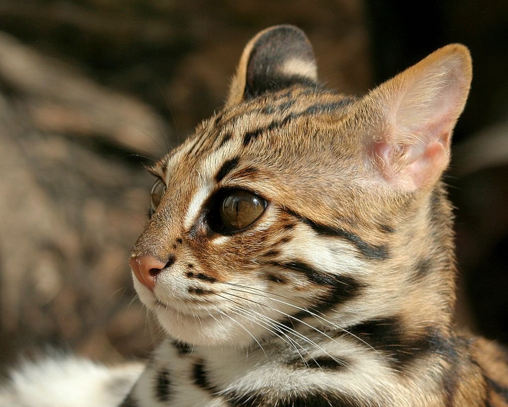 Prionailurus bengalensis