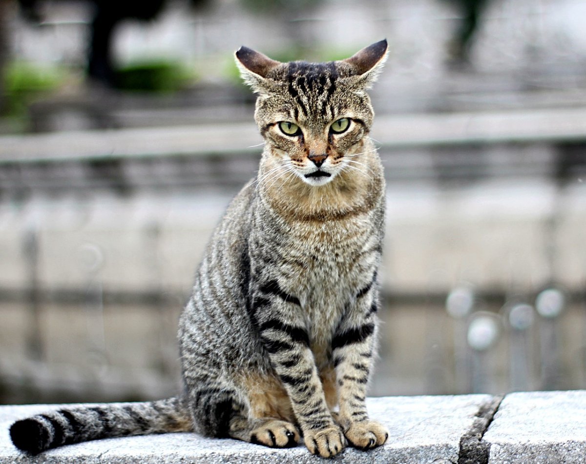 Лихуа порода кошек