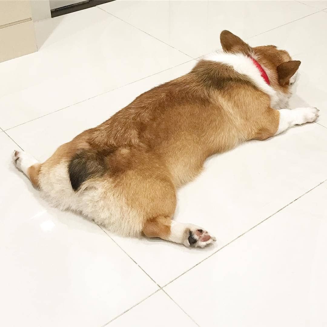 Корги пемброк лежит