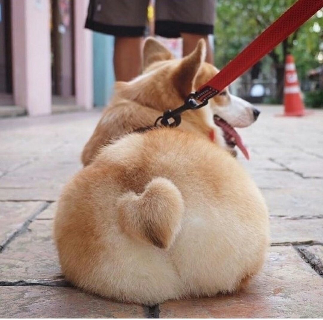 Собака лежит на животе