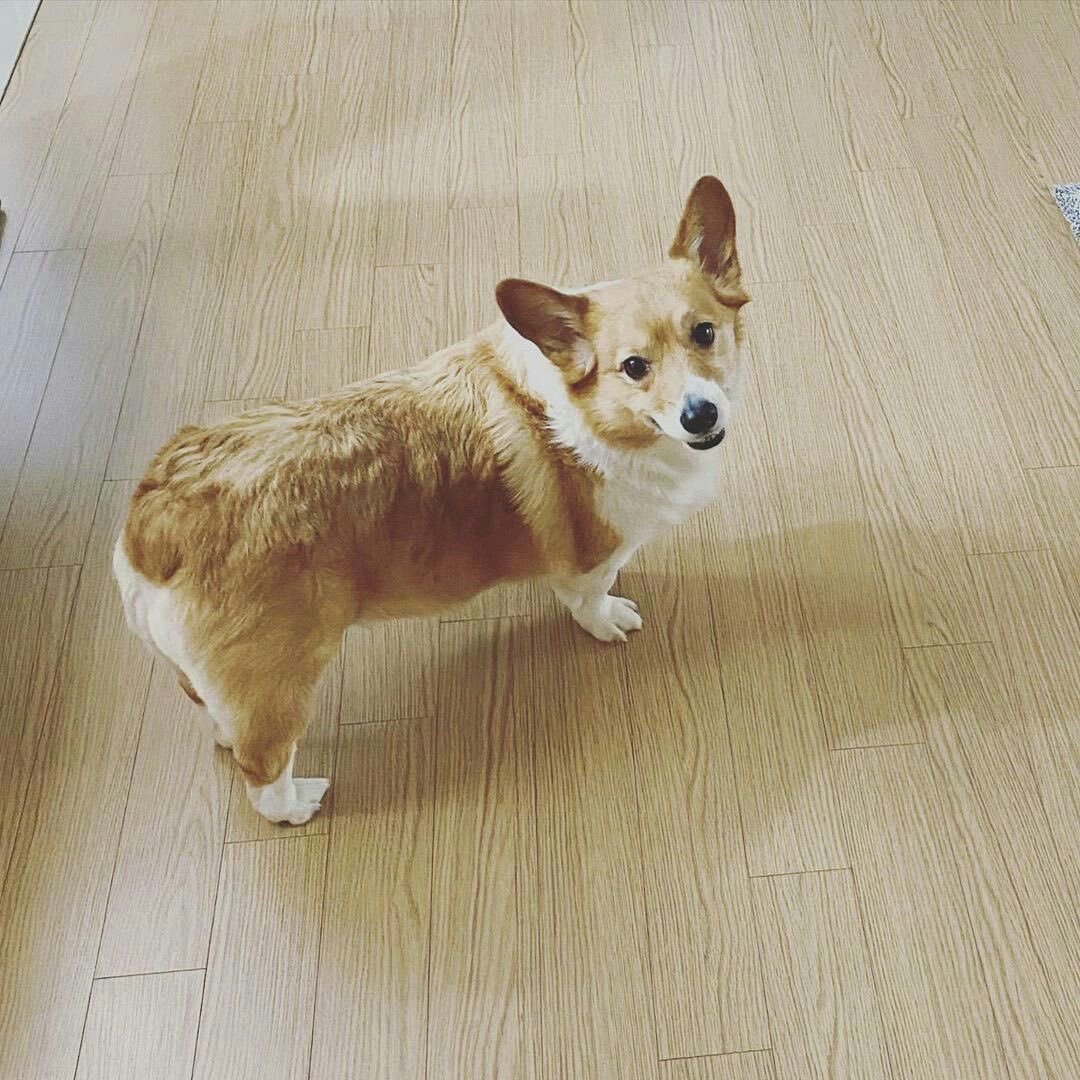 Бэкхён с корги