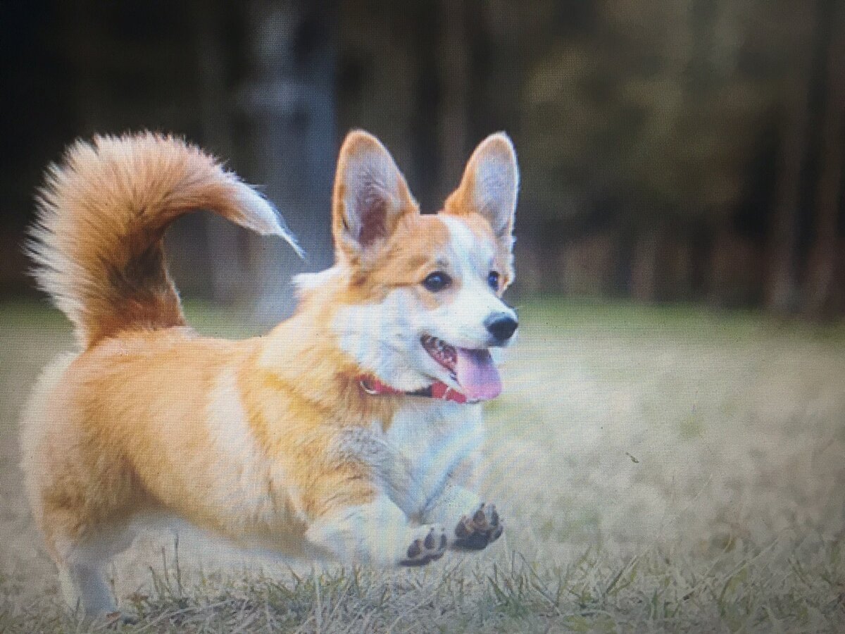 Вельш корги пемброк с хвостом