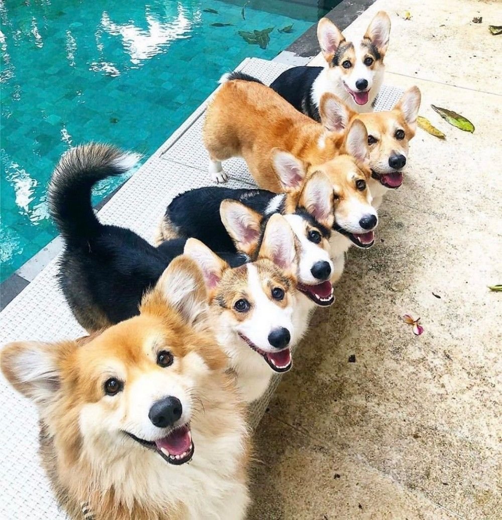 Вельш корги пемброк толстый