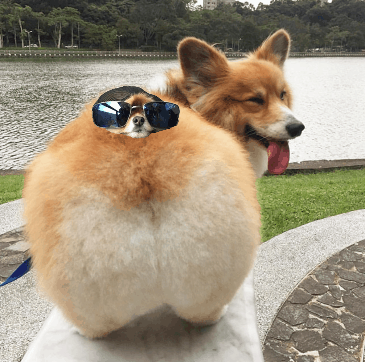 Корги щенок сзади