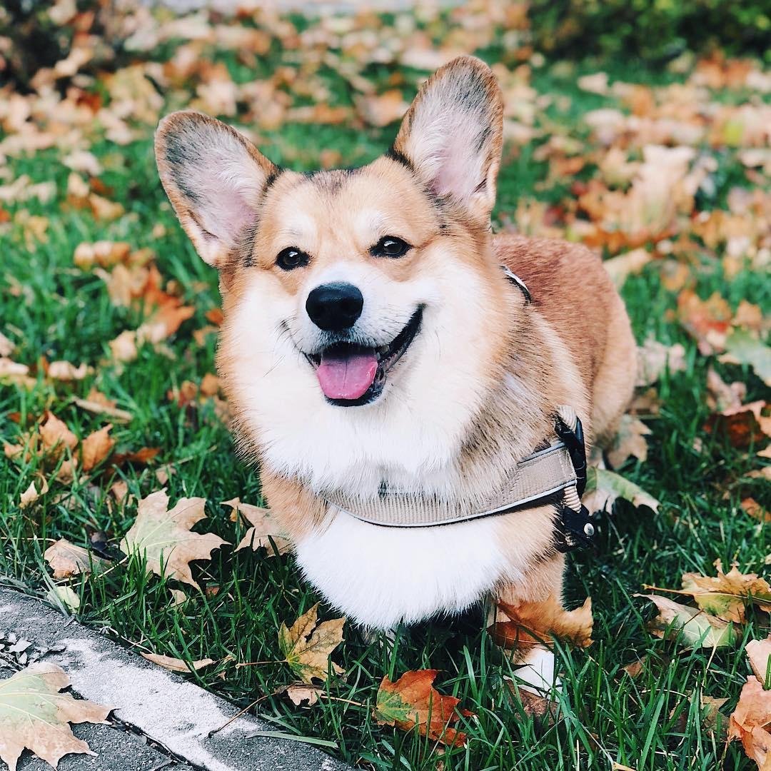 Вельш корги пемброк на море