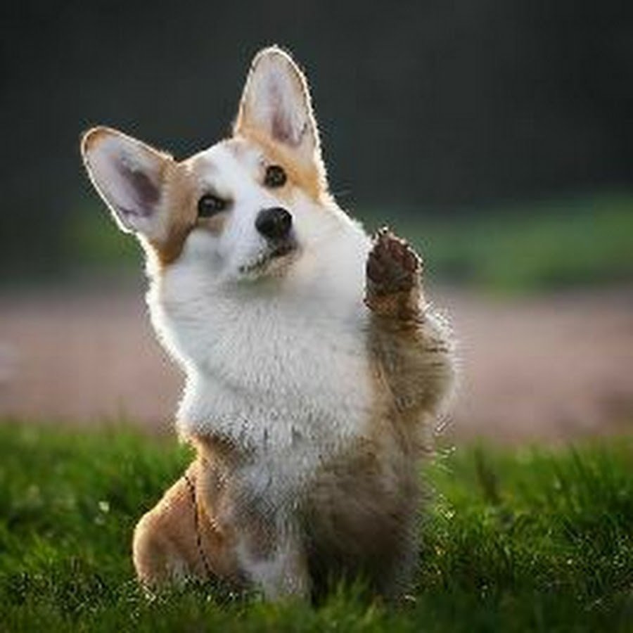 Сиба и корги