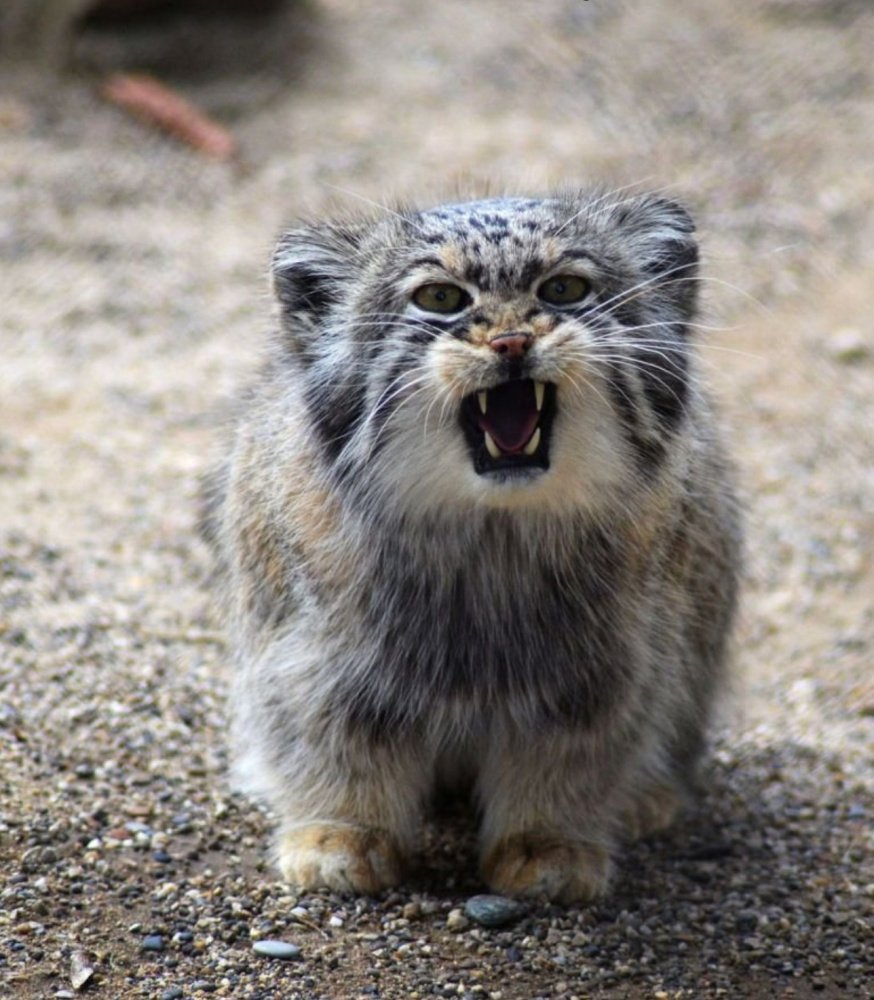 Манул маленький