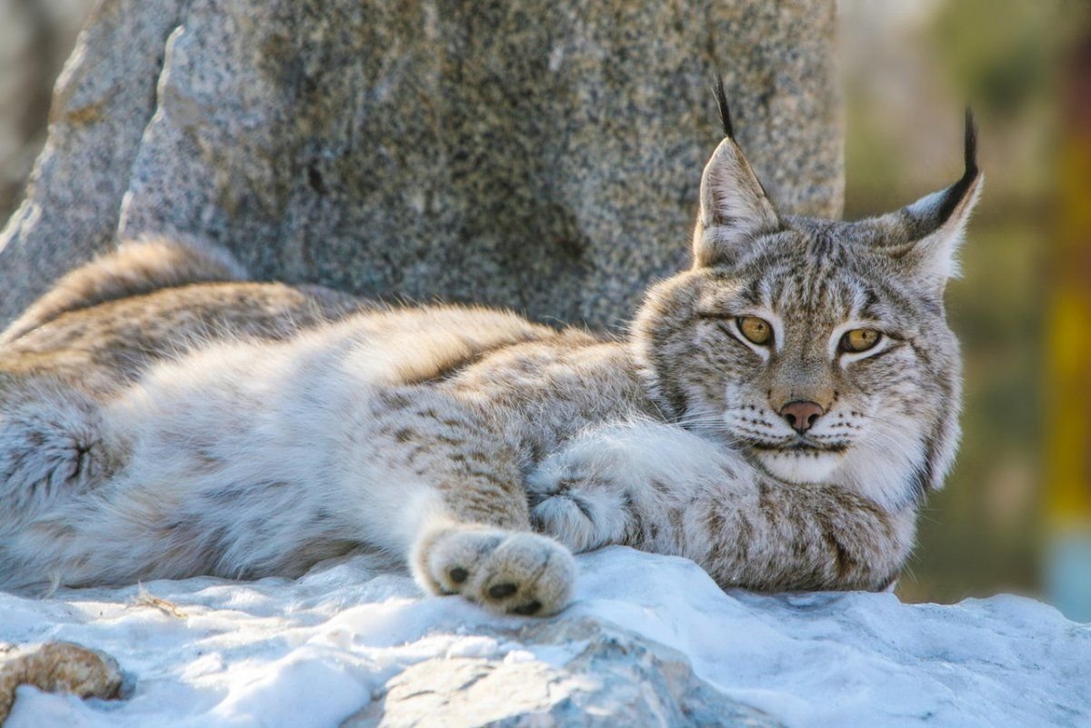 Рысь Кавказская