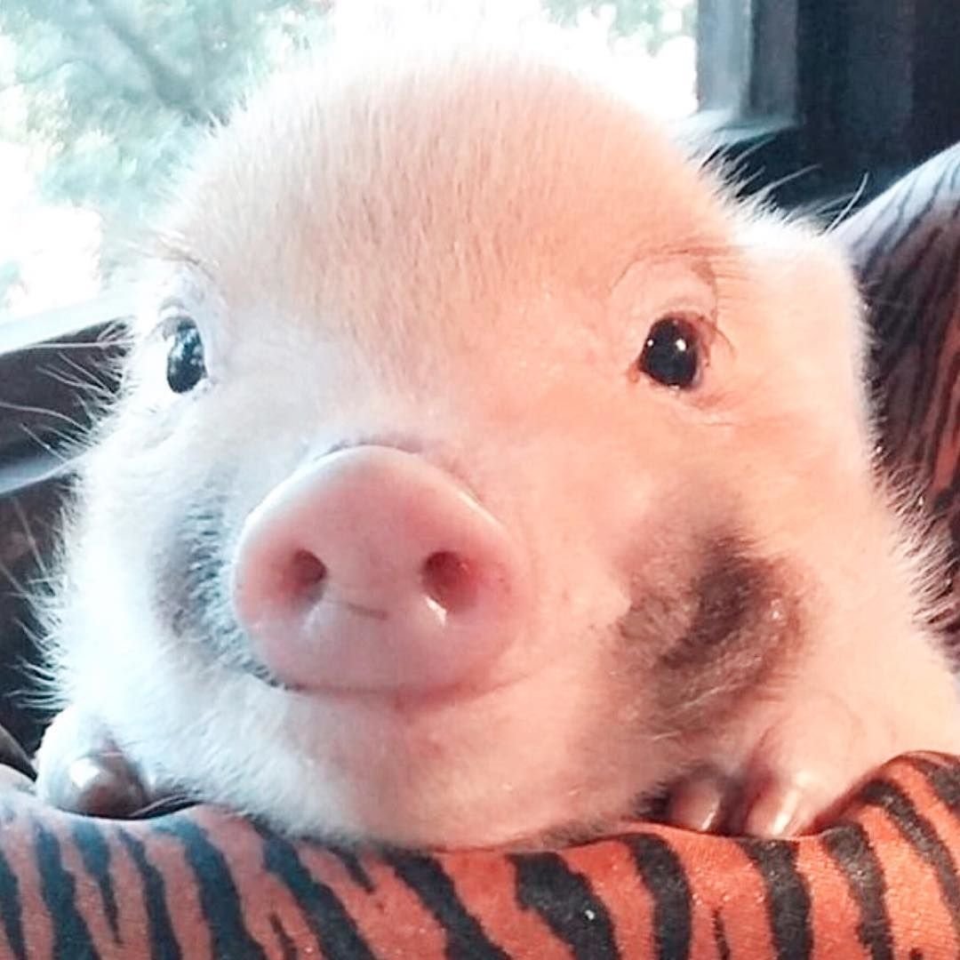 Довольный поросенок