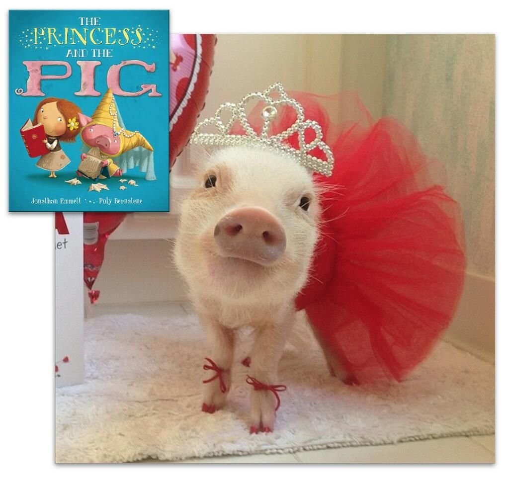 Минипиг Джузеппе