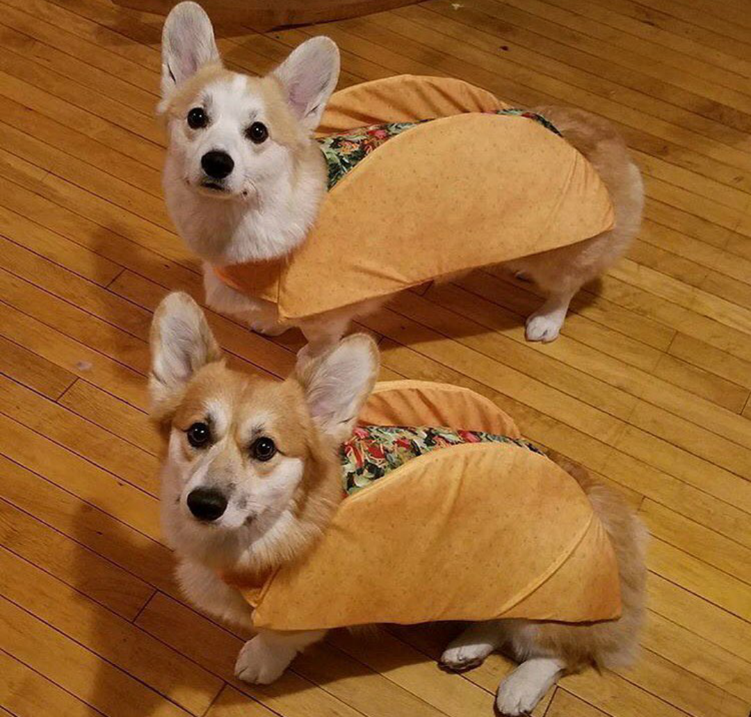 Вельш корги пемброк жирный