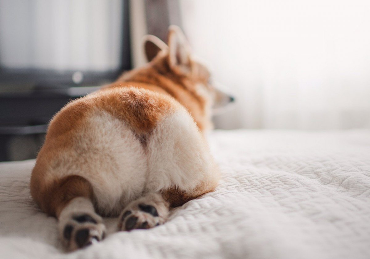 Седло у корги