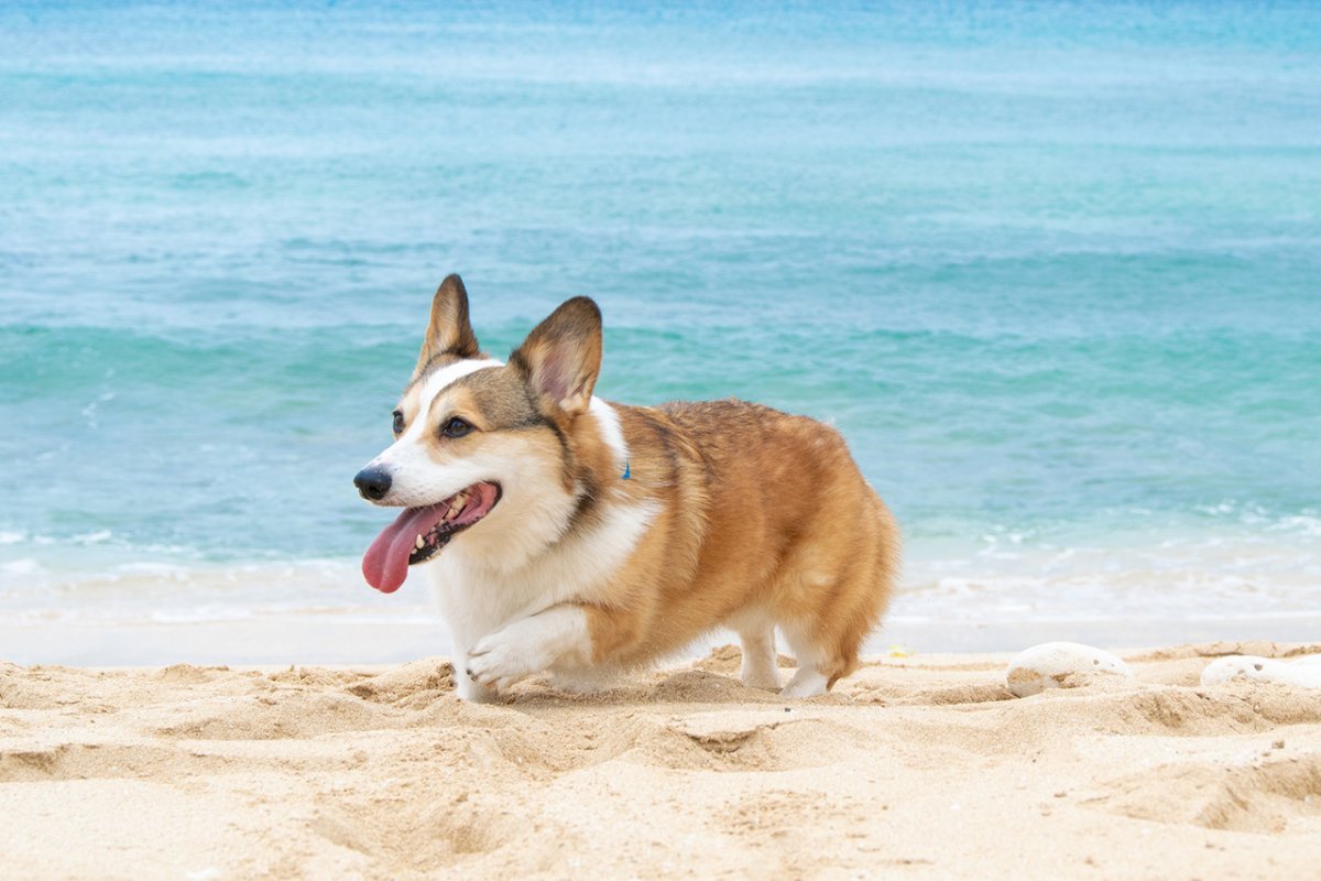 Фокстерьер +корги