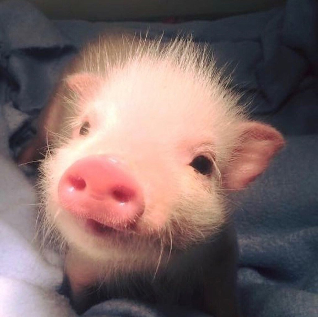 Самые милые свиньи