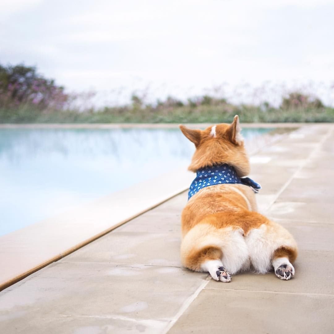 Корги пемброк попа